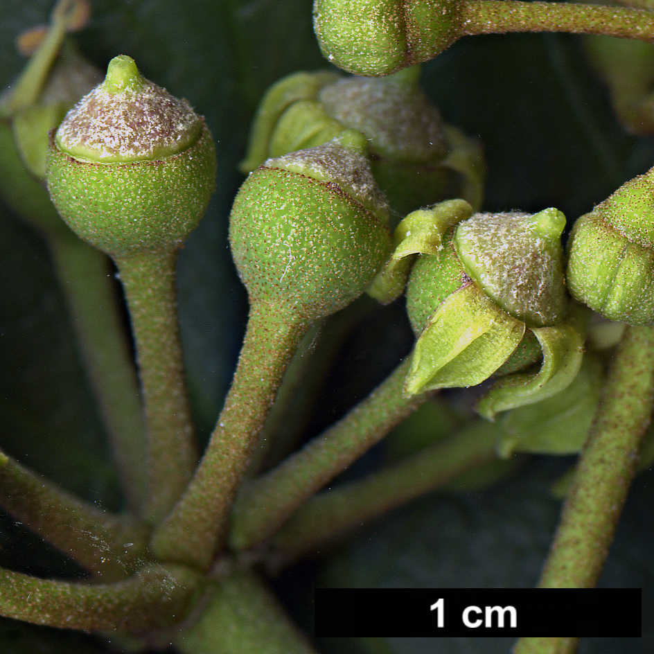 High resolution image: Family: Araliaceae - Genus: Hedera - Taxon: nepalensis - SpeciesSub: var. sinensis